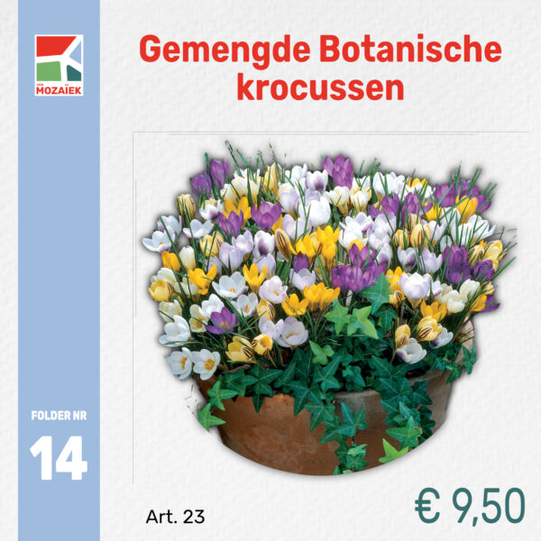 14. Gemengde Botanische krocussen