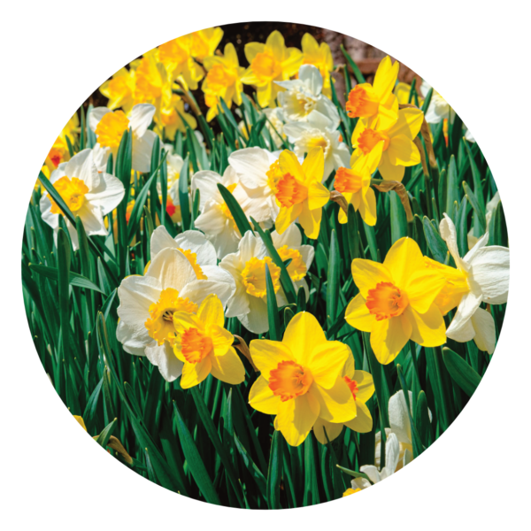 1. Bio Narcissen mix