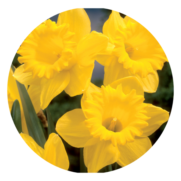 Gele trompet narcissen