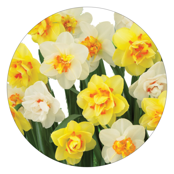 Dubbelbloemige narcissen