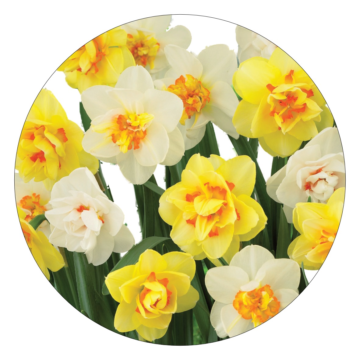 11. Dubbelbloemige narcissen