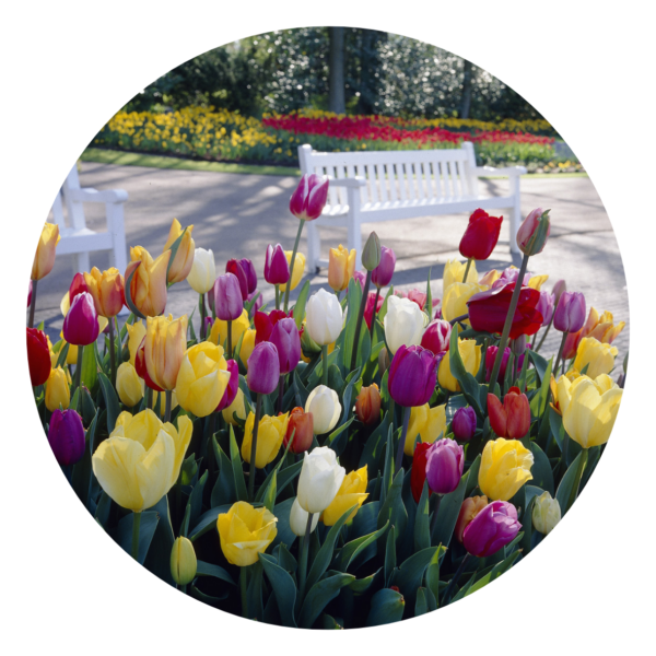 Gemengde Tulpen
