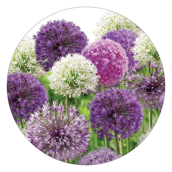 Gemengde Aliums