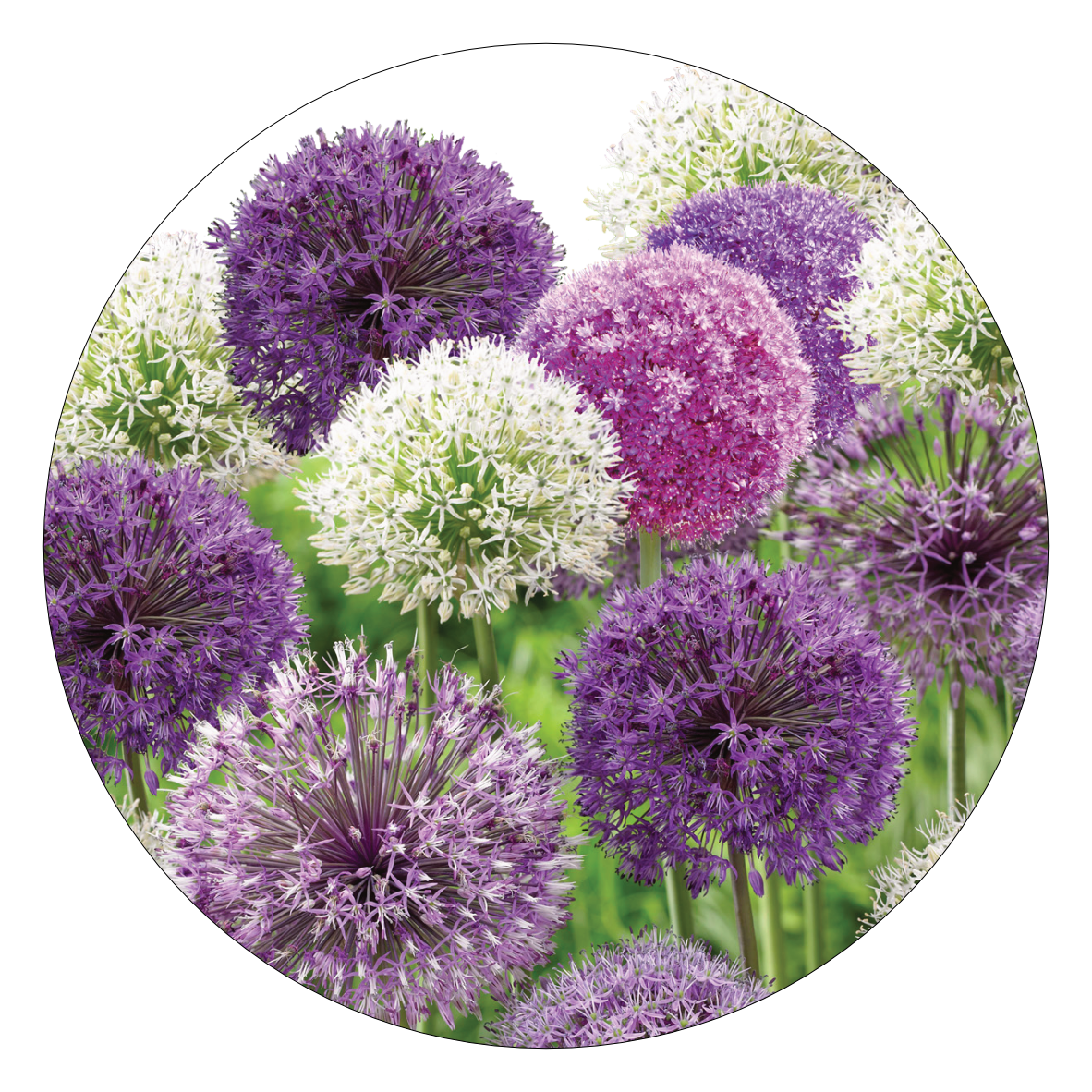 17. Gemengde Aliums