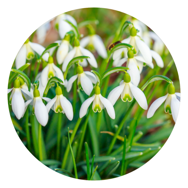19. Sneeuwklokjes