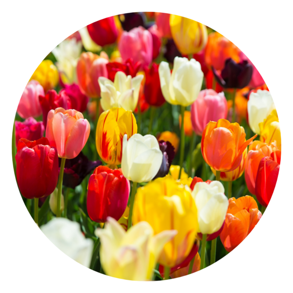 2. Bio Tulpenmix