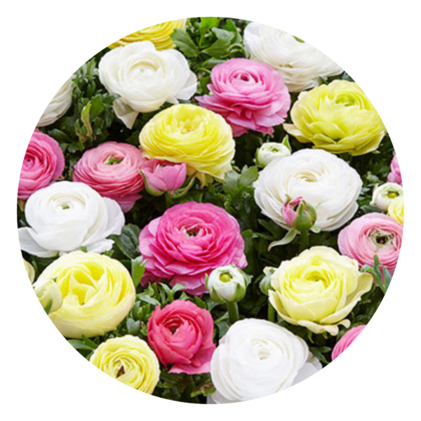 Reuze Ranonkels pastel