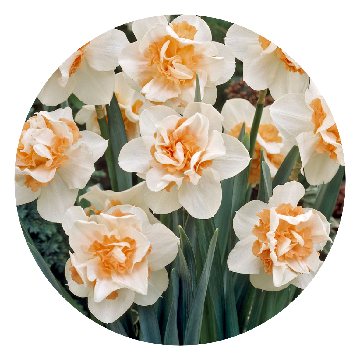 23. Dubbelbloemige Narcissen Replete