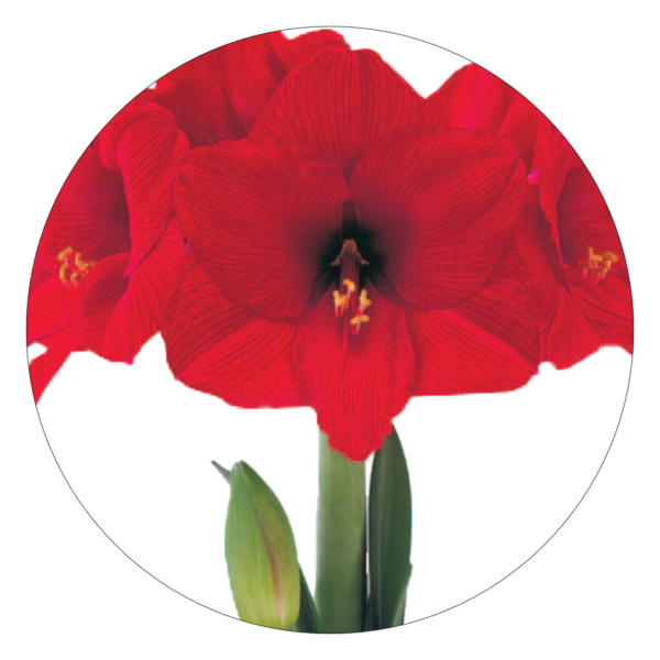 Amaryllis rood