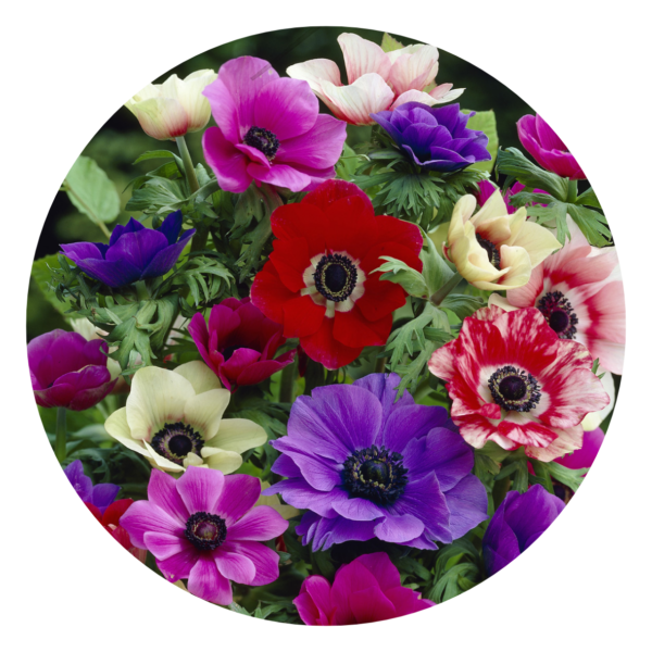 Snijanemonen