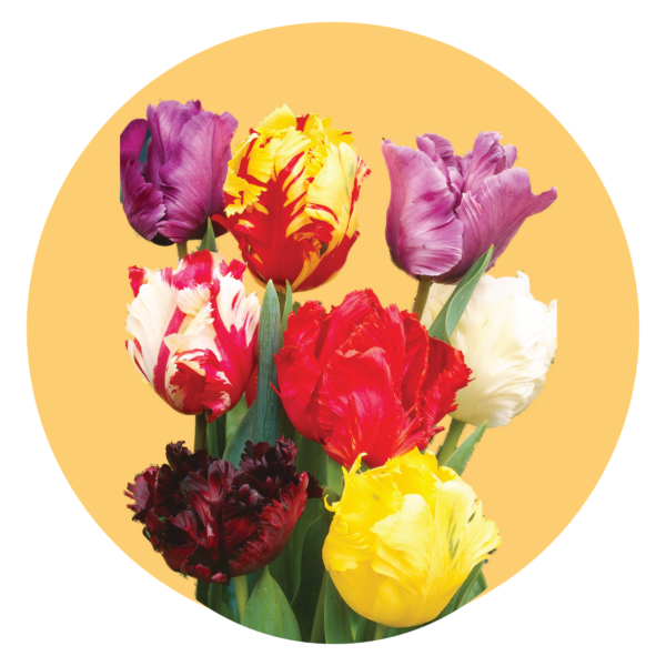 Parkiet tulpen