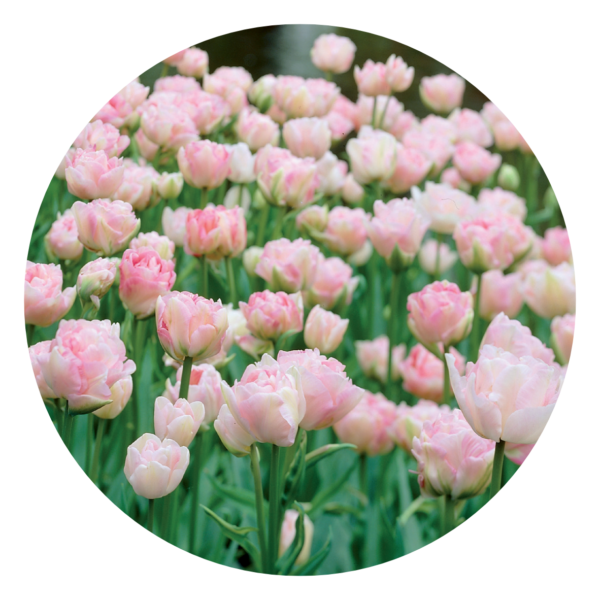 Dubbele roze tulpen