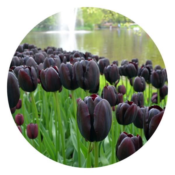 Zwarte tulpen