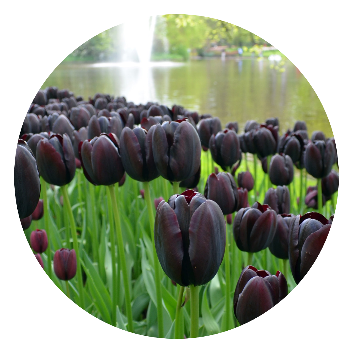 6. Zwarte tulpen