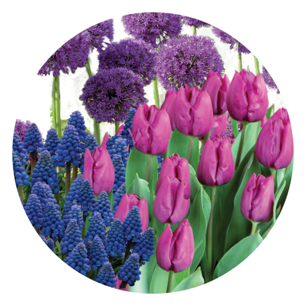 Purple Sensation